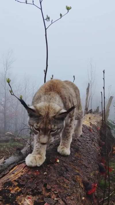 Closeup with a wild lynx