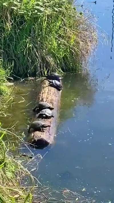 🔥Turtles adjusting the center of balance to stay on the trunk🔥
