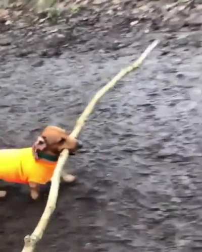 Little boi + big stick = Adorable!