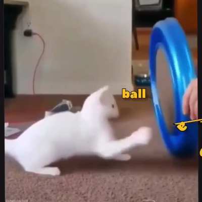 Give Me Ball!