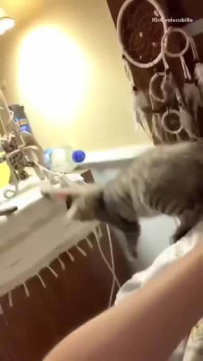 Cat chaos