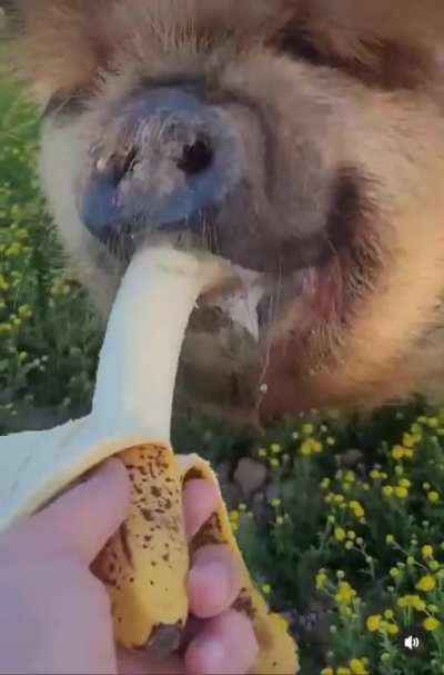 Oink oink mf