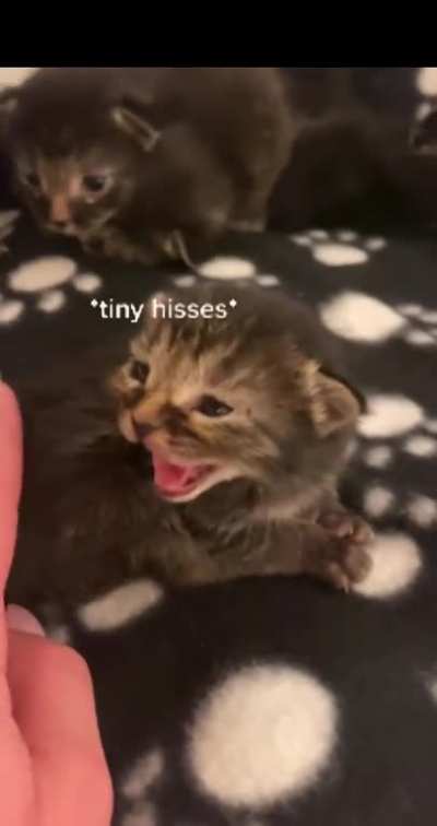 The whole gang is here