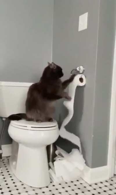 Caught red-handed and he’s still gonna finish what he started 🤷🏽‍♀️ 🐈‍⬛