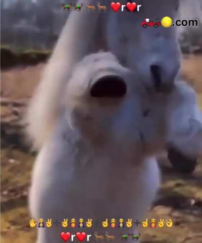 of a foal