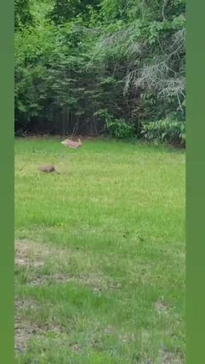 Whats your name bunny!?