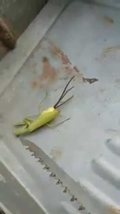 Unknown Parasite leaves a Mantis