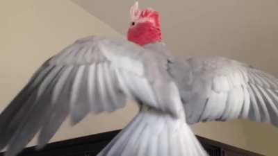 Perfectly cut squawk