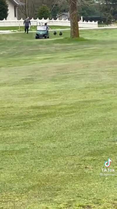 Golfers vs. Turkeys