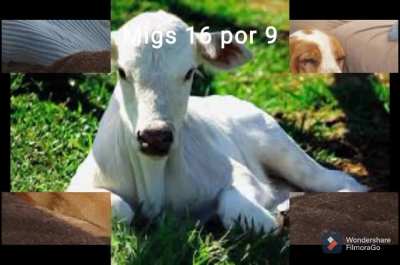 Evolução dos membros Dancing Eggs