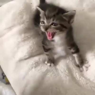 Smol Meows