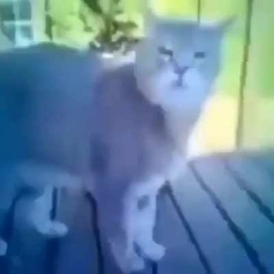 what is this thing