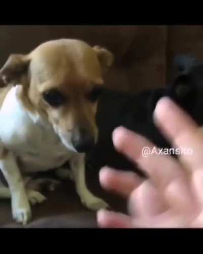Shitpost 168