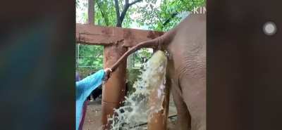 Constipated Eleph<wbr>ant/R<wbr>egret<wbr>ful Animal Handlers (video cred in comments)