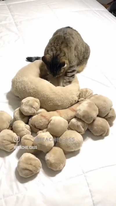 Um gato na sua tela 