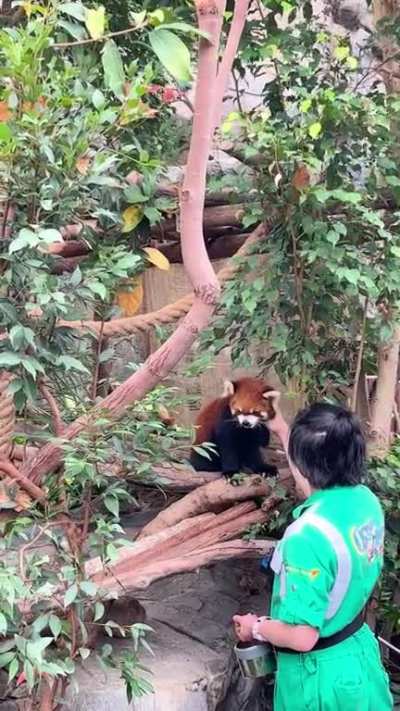 Pet pet