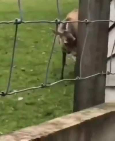 Thought deers are Vegetarian..Hmm..