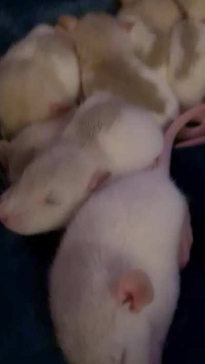 Vanilla bean cuddles