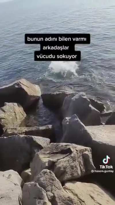 WCGW Holding a jellyfish