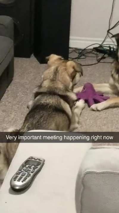 The brown one doesn't like to share.