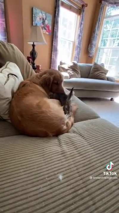 cat dog