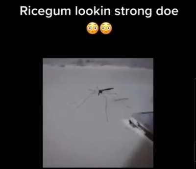 He do be fit doe...