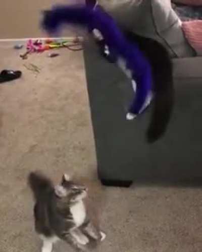 Cat entertains cat..