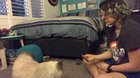 They say you can’t train cats- 11 years old, and in two days, my cat has learnt to sit, wait, stay, and- as of yesterday- shake hands!