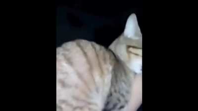 gato violador