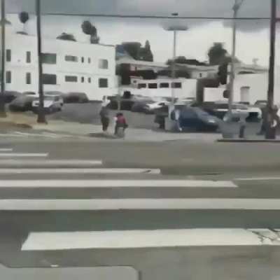 Dog in traffic