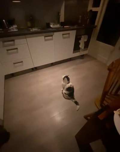 Walked into our kitchen as soon as we were going to bed. Not my cat.