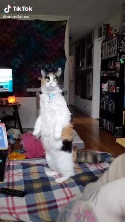 Getting distracted while trying to make tiktok