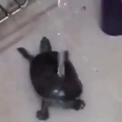 A turtle dancing while taking a bath
