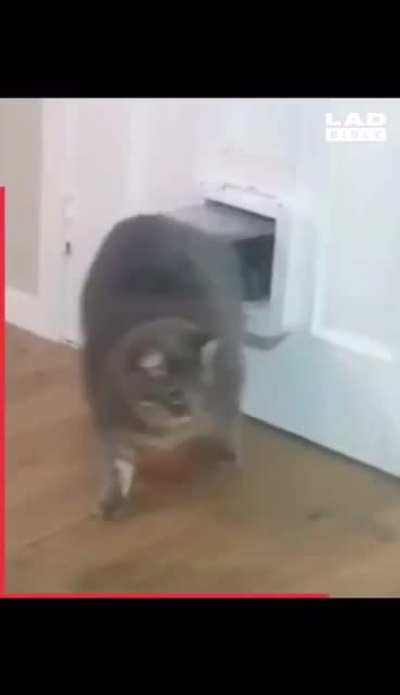 Never try to understand a cat