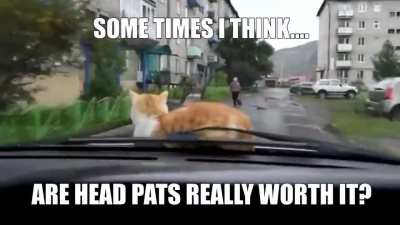 As he'll naw wgst the cat doin