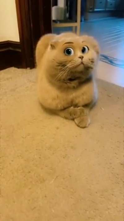 blursed_cat