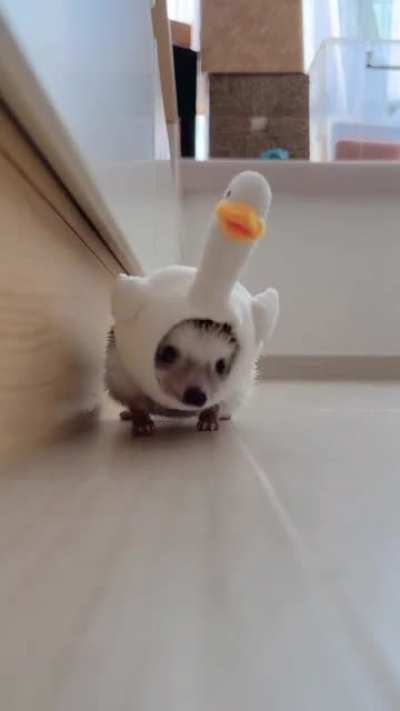 Hah,he so cute