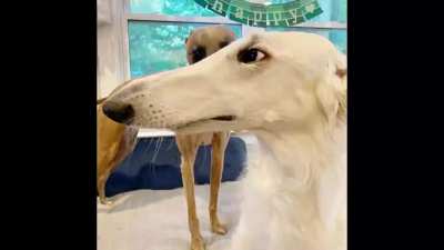 Moldy_dog