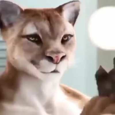 Smooth Kitty 🐱