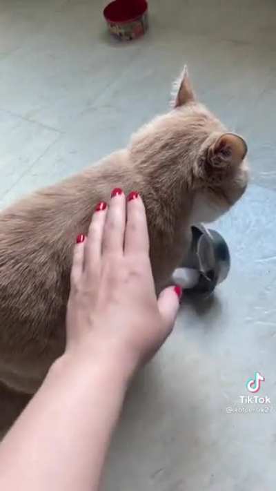 I am Hungry !!!🐈
