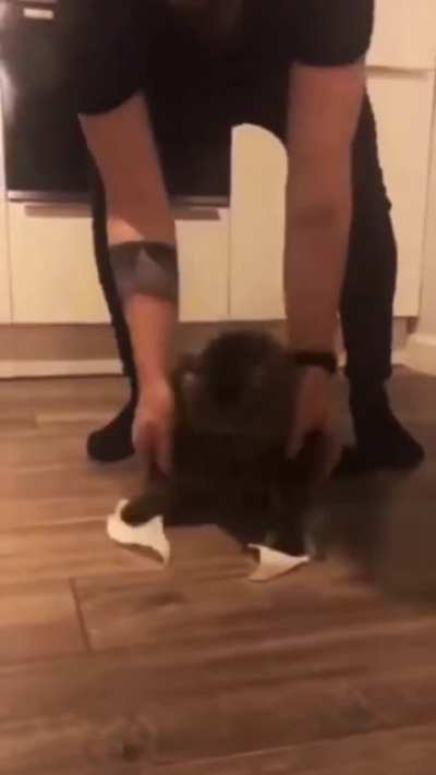Cat Overload..!