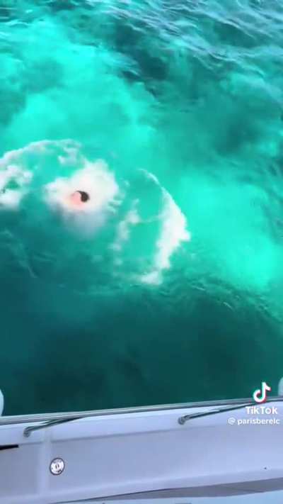 Bikini TikTok