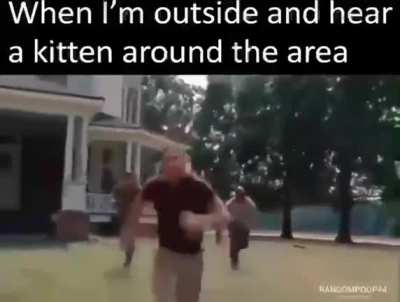 kitty cat