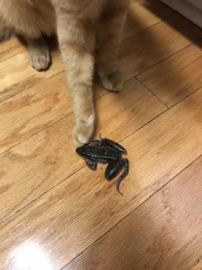 Touch tha Leopard Froggy. (It was safely returned to the outdoors.)