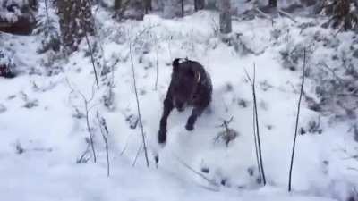 Puppers having fun on a snowy day