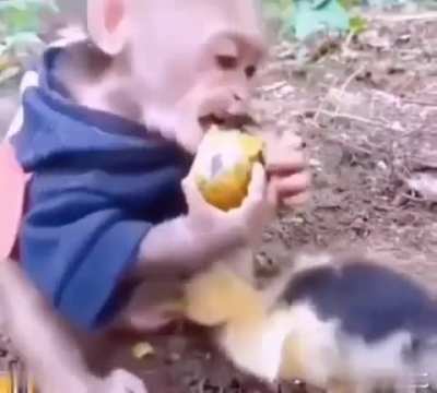 Pato no seas malo