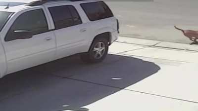 Hero cat saves 4 year old from vicious dog attack!