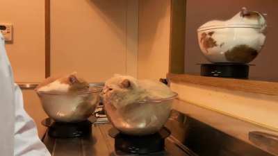 Bowls O’ Cats