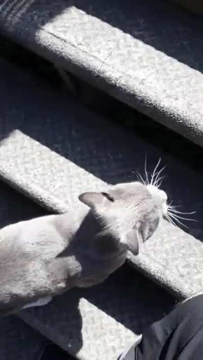 Shadow Yells at me to stop and let him. HE'S NOT EVEN MY CAT!