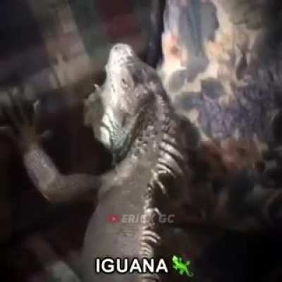Descargue otra vez el reddit solo para postear esto :)